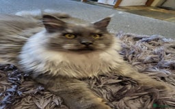 Maine Coon cats for sale: Amazing male Mainecoon  - Image 1