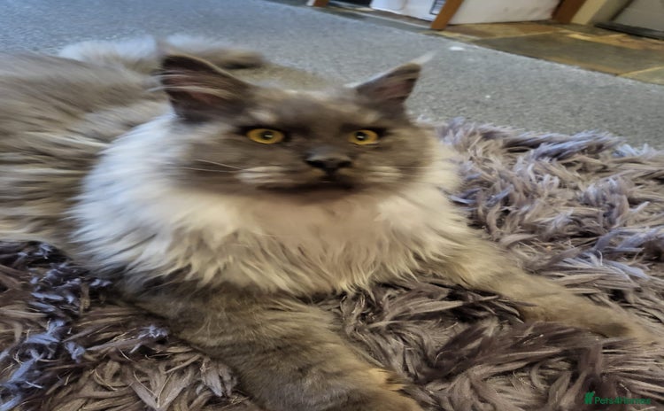 Maine Coon cats - Advert 11