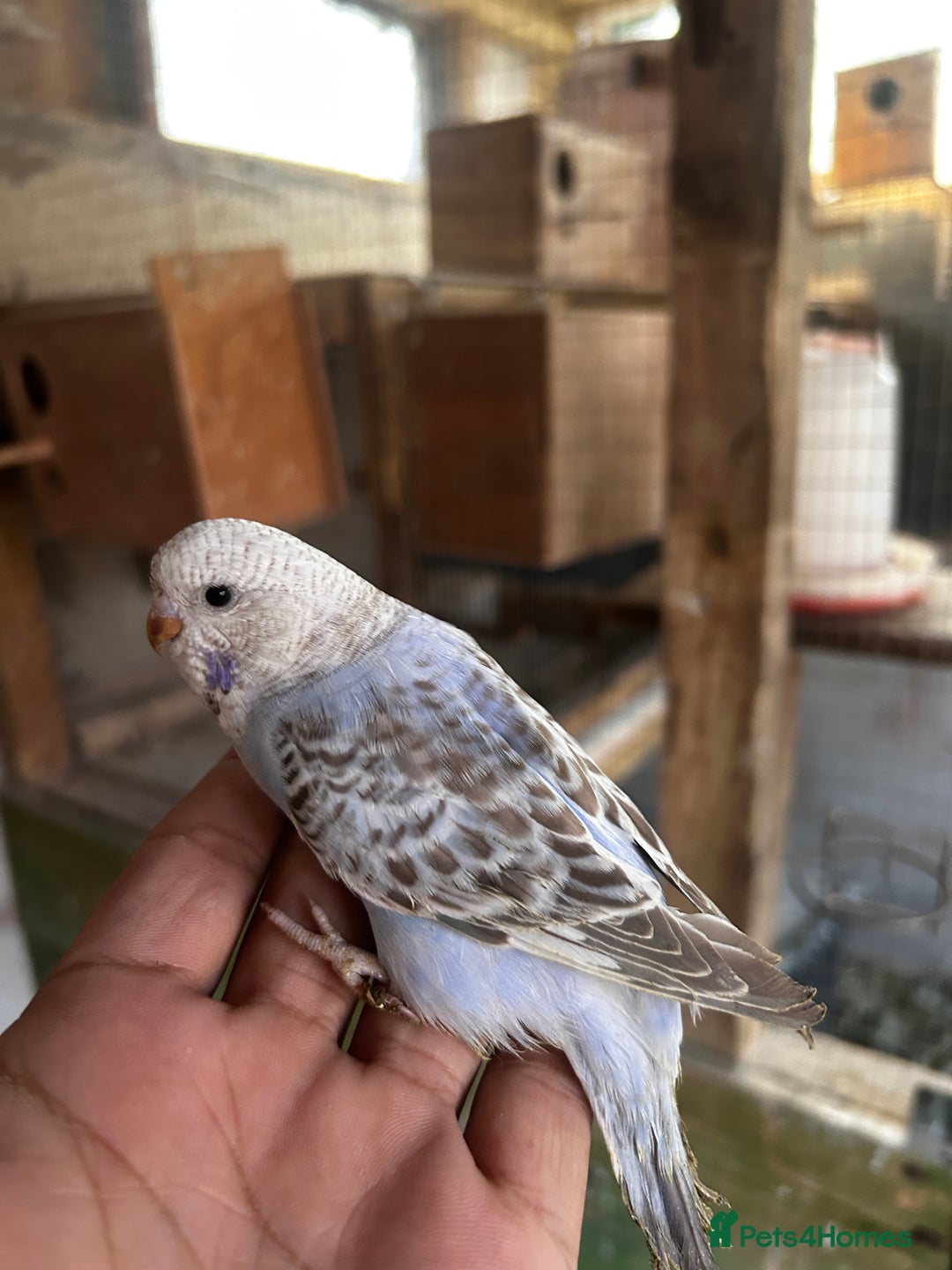 Budgerigars birds for sale: Adorable budgies available babies and adult  - Image 9