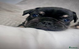 French Bulldog dogs for sale: Gorgeous Puppies ready to be reserved  - Image 12