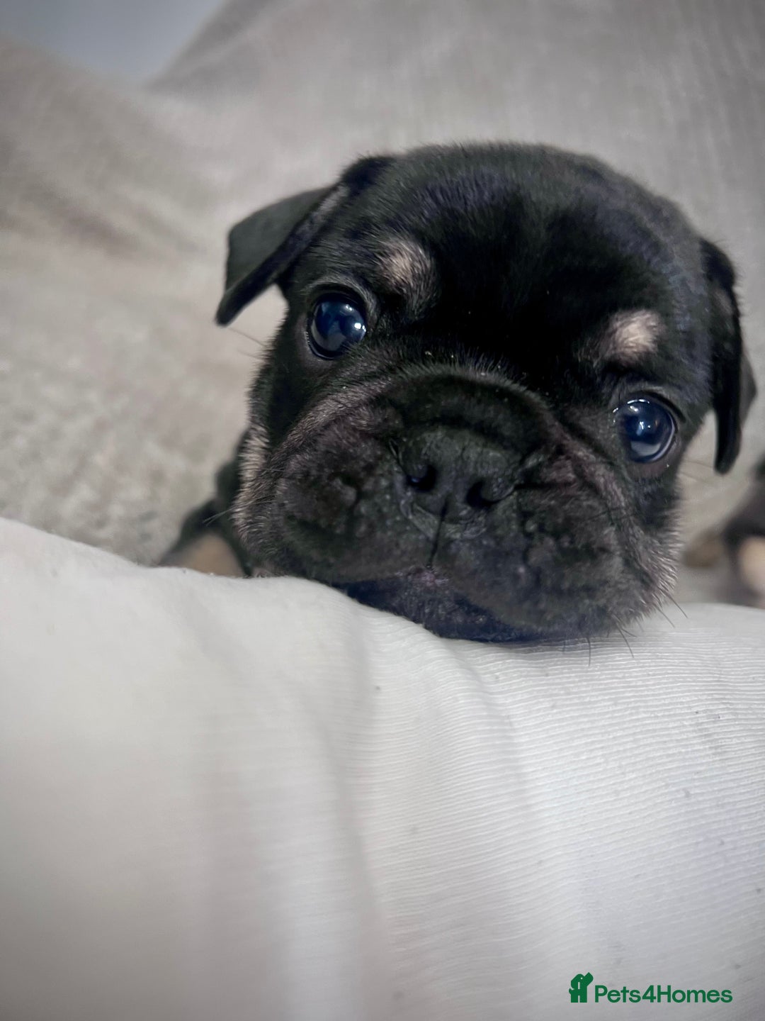 French Bulldog dogs for sale: Gorgeous Puppies ready to be reserved  - Image 12