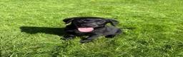 Labrador Retriever dogs for sale: Well bred KC Reg Labrador puppies - Advert 12