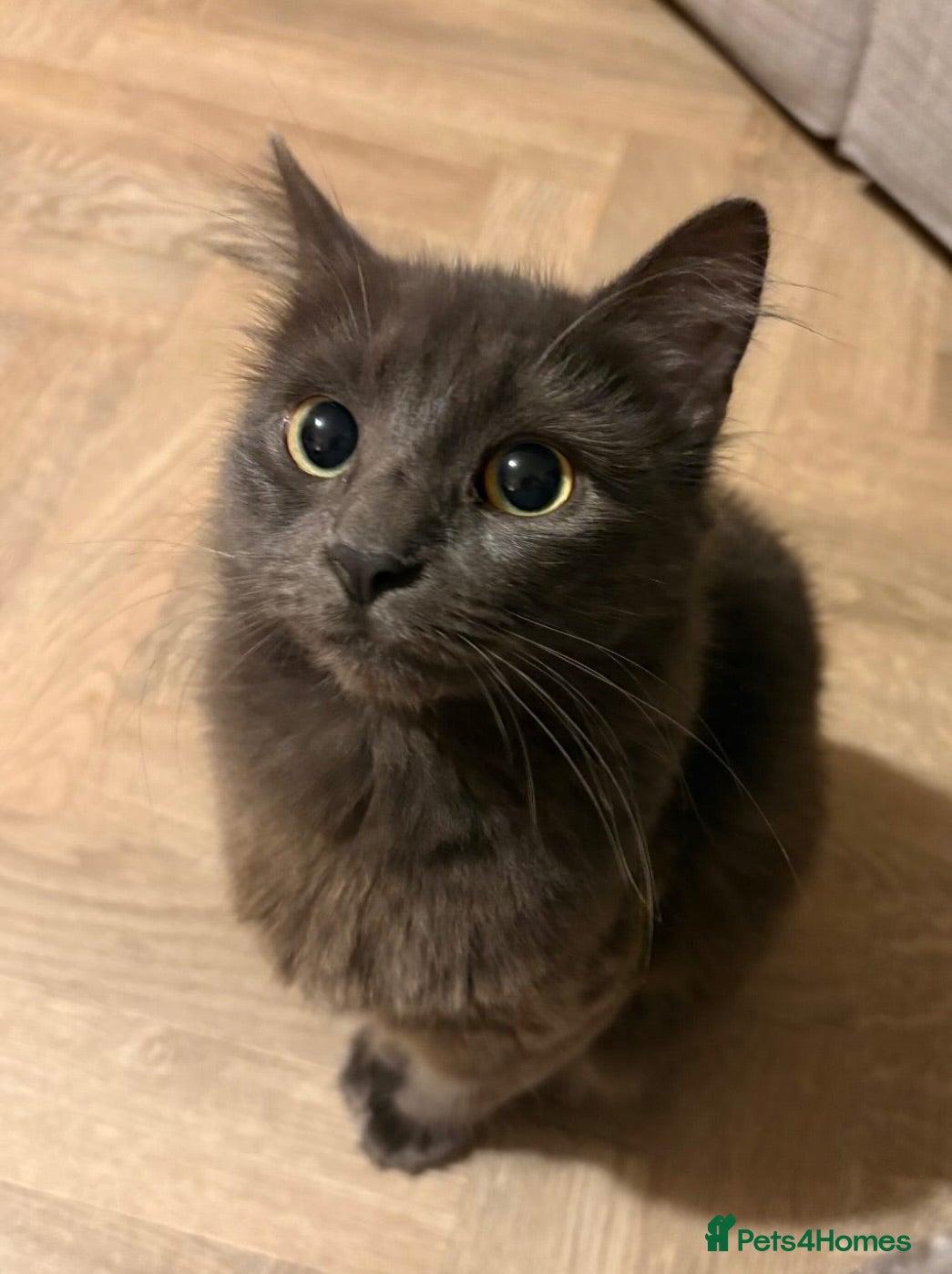 Mixed Breed cats Kittens for sale  - Advert 3