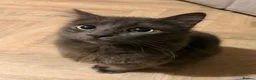 Mixed Breed cats for sale: Kittens for sale  - Advert 1