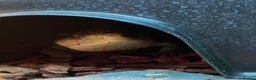 Skink reptiles for sale: Ernie the Blue tongued skink  - Advert 20