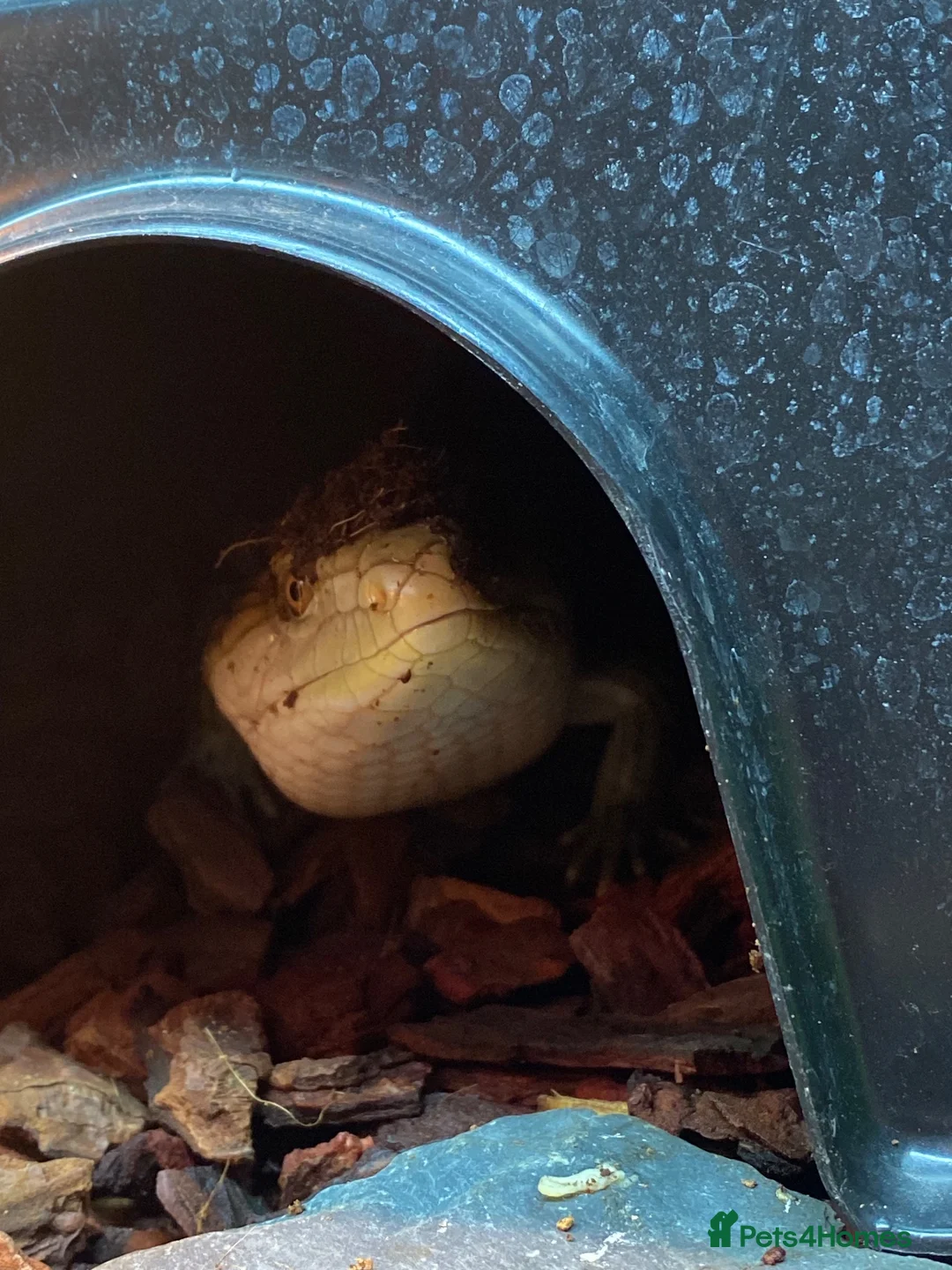 Skink reptiles for sale: Ernie the Blue tongued skink  - Advert 20