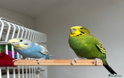 Budgerigars birds for sale: 2 budgies to go as a pair for good home only! - Image 2