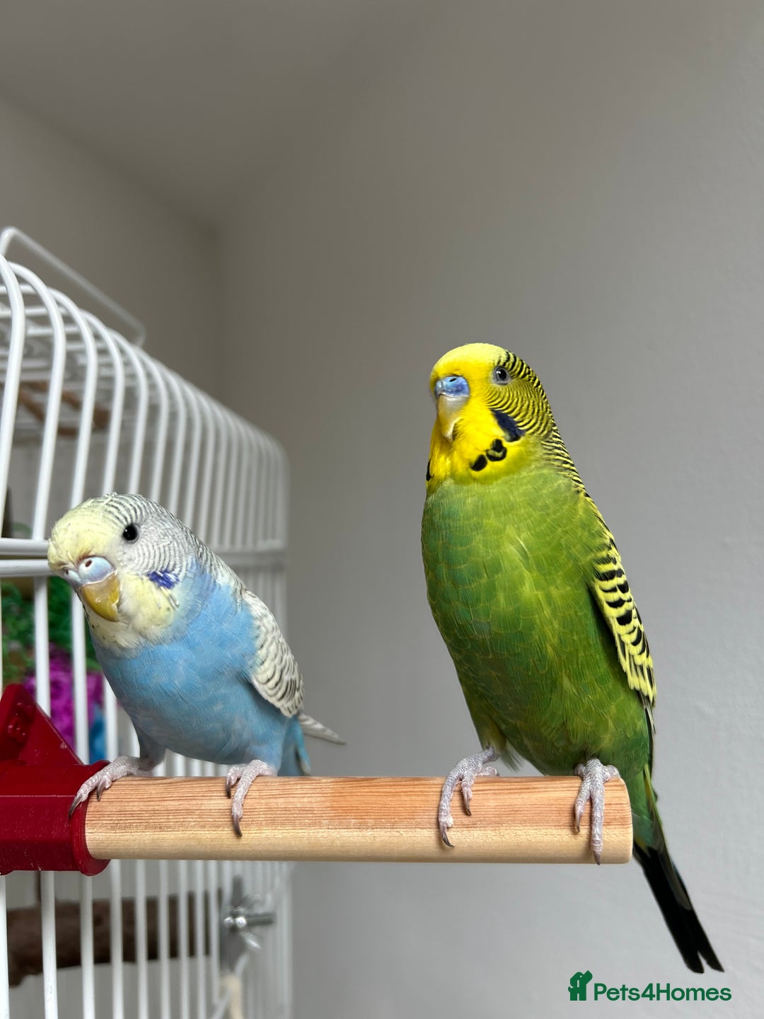Budgerigars birds for sale: 2 budgies to go as a pair for good home only! - Image 2