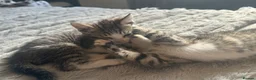 Mixed Breed cats for sale: 2 tabby kittens 🐱  - Advert 12