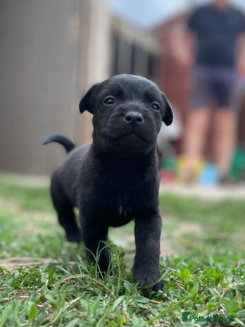 Patterdale Terrier dogs - Advert 3