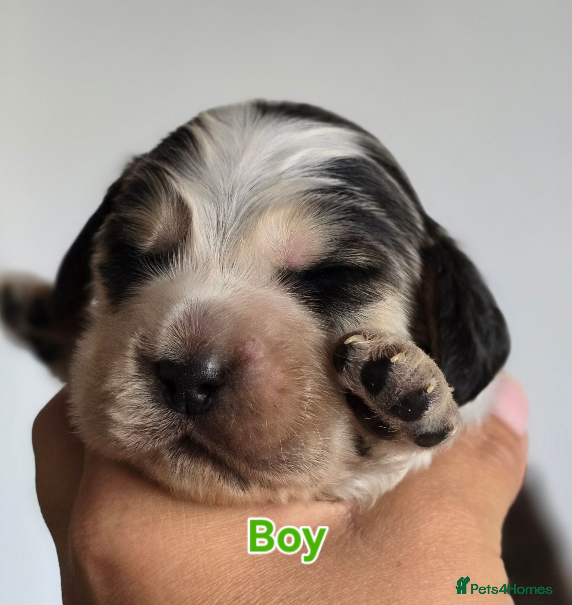 Cocker Spaniel dogs KC Reg Show Cocker Spaniel Sable Puppies - Advert 1