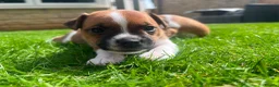 Jack Russell dogs for sale: Jack russell puppies  - Advert 16