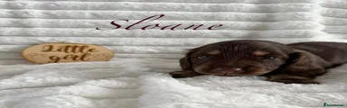 Sloane chocolate and cream