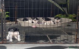 Pointer dogs for sale: ⭐️ LAST 3 PUPS REMAINING!⭐️ - Image 14