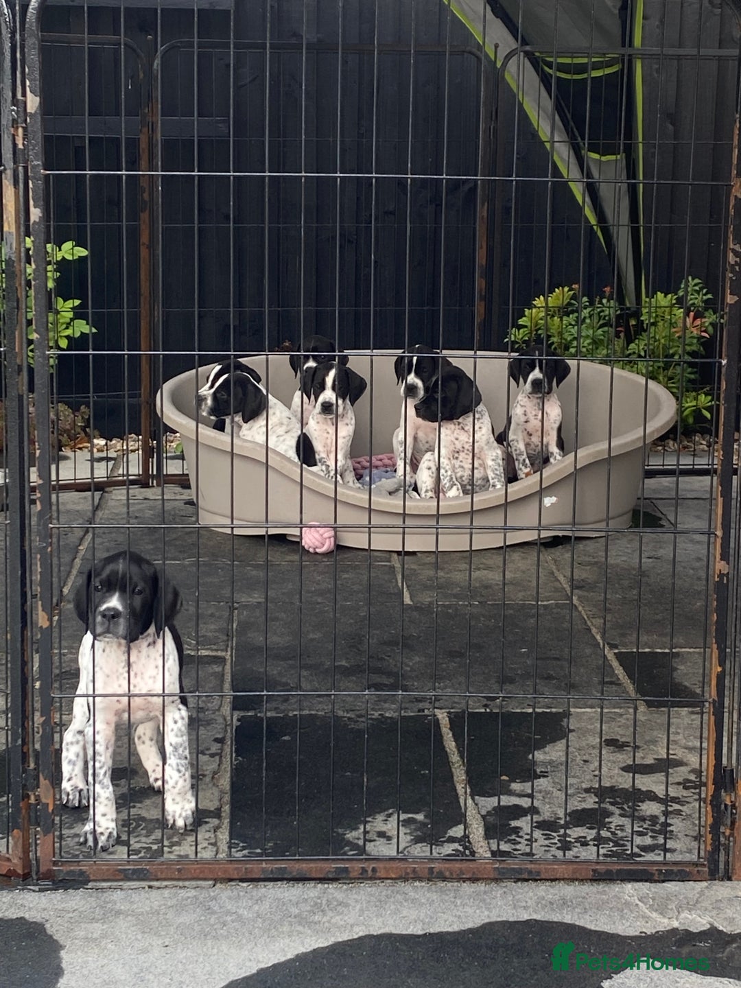 Pointer dogs for sale: ⭐️ LAST 3 PUPS REMAINING!⭐️ - Image 14