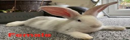 Continental Giant rabbits for sale: 3 PURE CONTINENTAL GIANT RABBITS - Advert 2