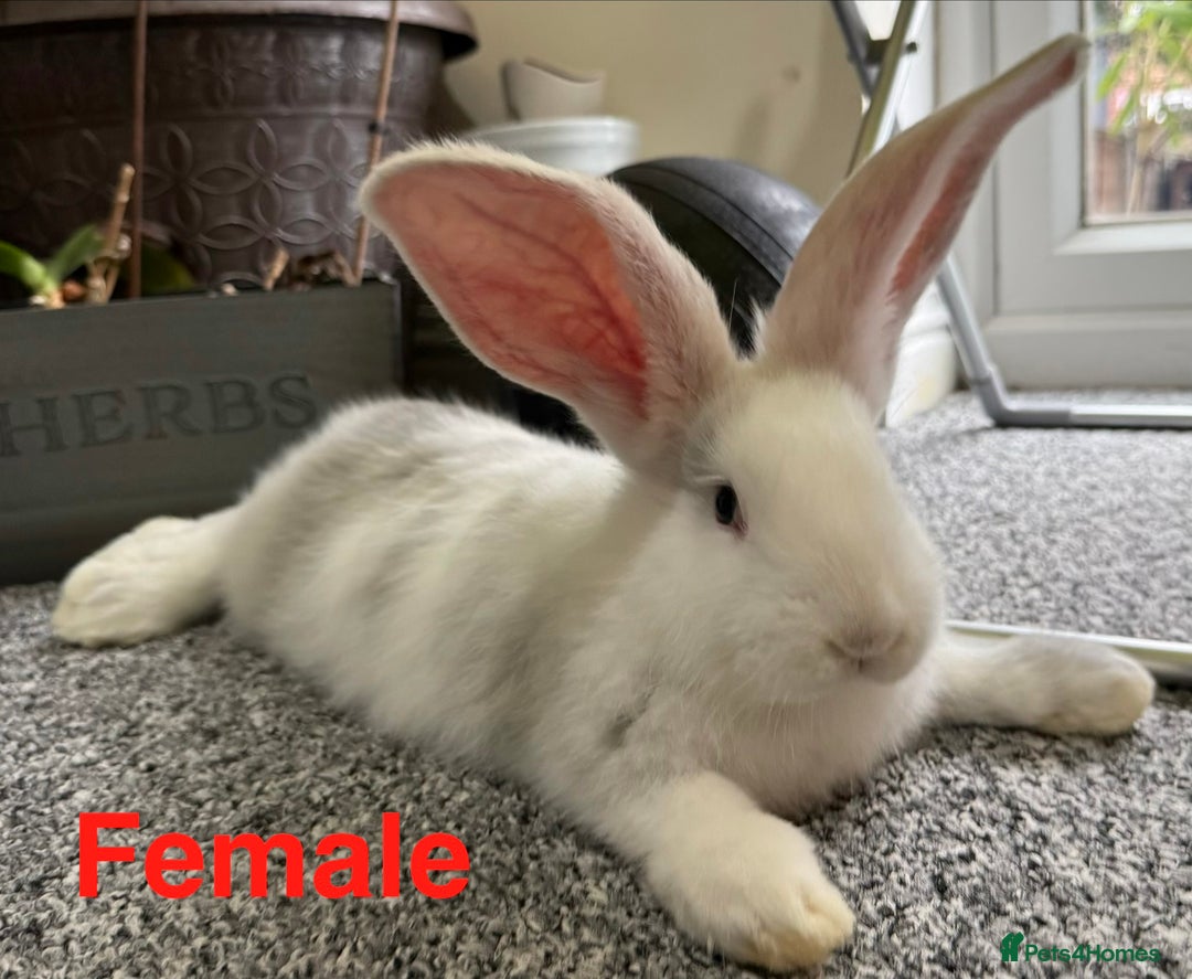 Continental Giant rabbits for sale: 3 PURE CONTINENTAL GIANT RABBITS - Advert 2