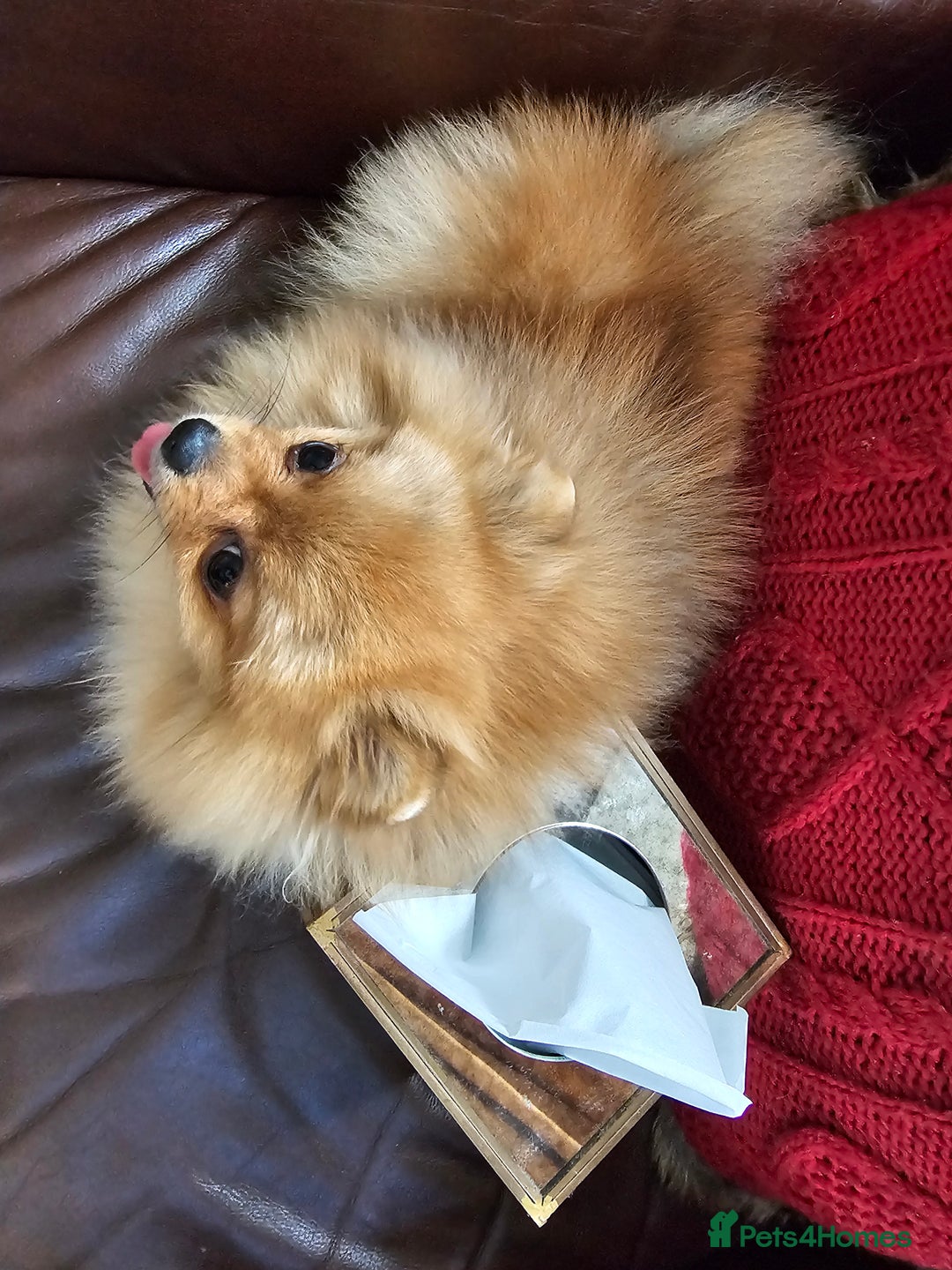 Pomeranian dogs for sale: RKC Registered Girl – 11 Months Old, Tiny 2.1kg - Advert 7