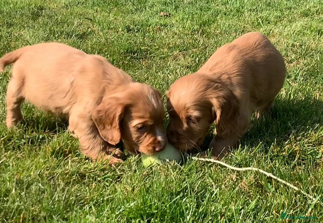 Cocker Spaniel dogs for sale: Red Cocker Spaniel Puppies Ready Now - Image 6