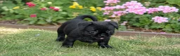 Mixed Breed dogs for sale: French bulldog Shih Tzu  - Advert 7