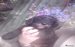 Cavapoo dogs for sale: Beautiful cavapoo girl looking for nice home - Image 3