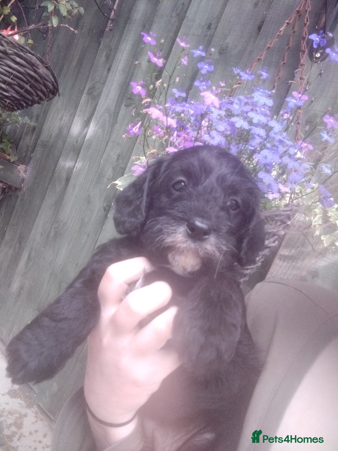 Cavapoo dogs for sale: Beautiful cavapoo girl looking for nice home - Image 3
