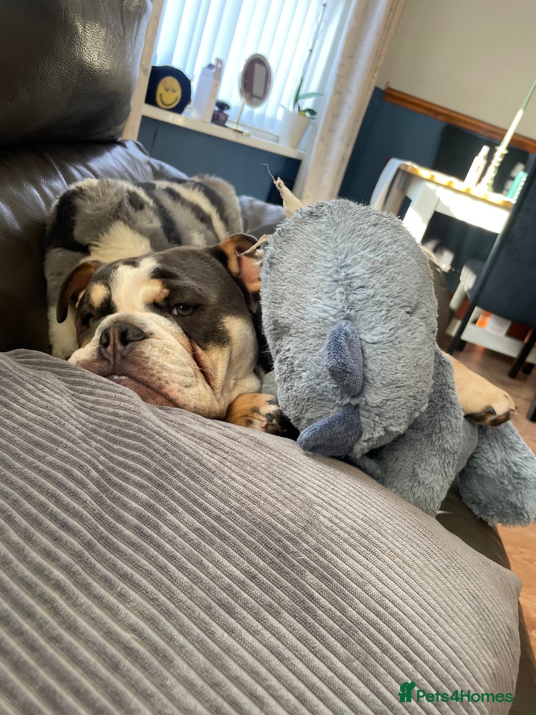 English Bulldog dogs for sale: Beautiful Boycie  - Image 2