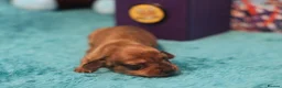 Miniature Dachshund dogs for sale: 4 Miniature Dachshund Pups Red Dapple - Shaded Red - Advert 15