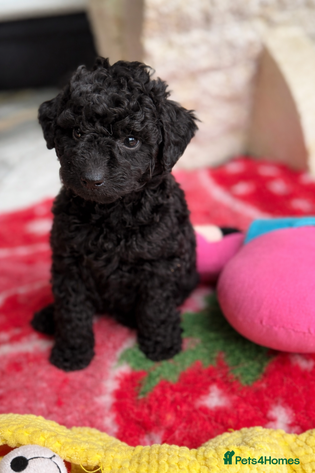 Aussiedoodle dogs Aussiedoodle Puppies ⭐️ - Advert 6