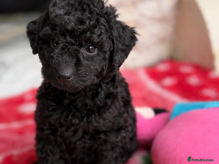 Aussiedoodle dogs Aussiedoodle Puppies ⭐️ - Advert 6