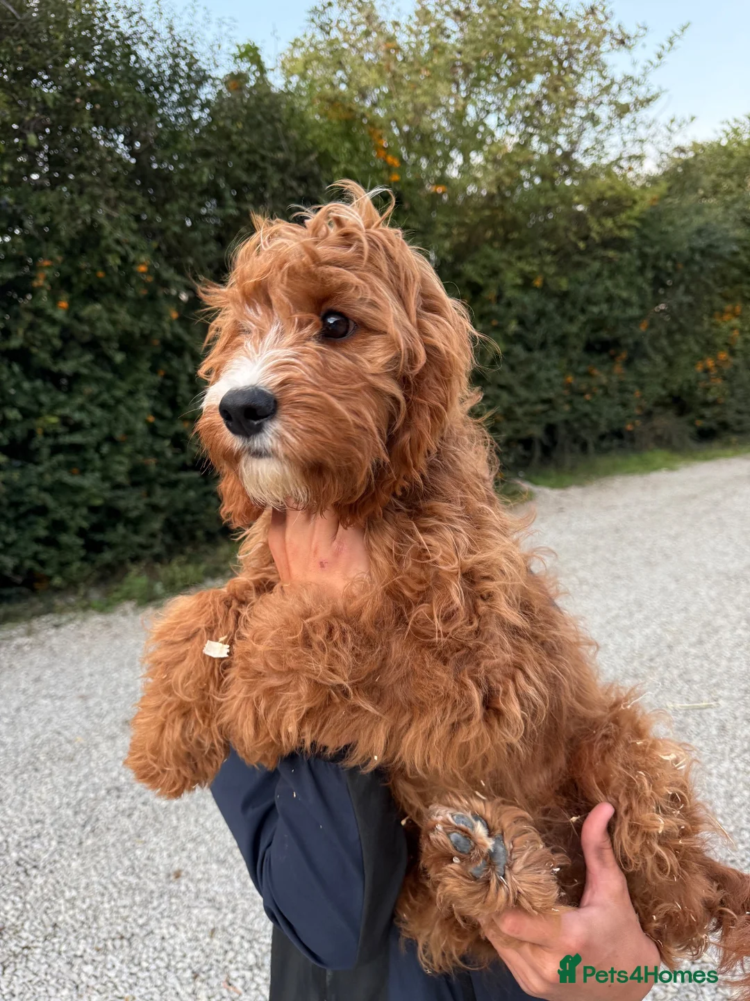 Cavapoo dogs for sale: F1 Miniature Cavapoo Puppies For Sale - Advert 8