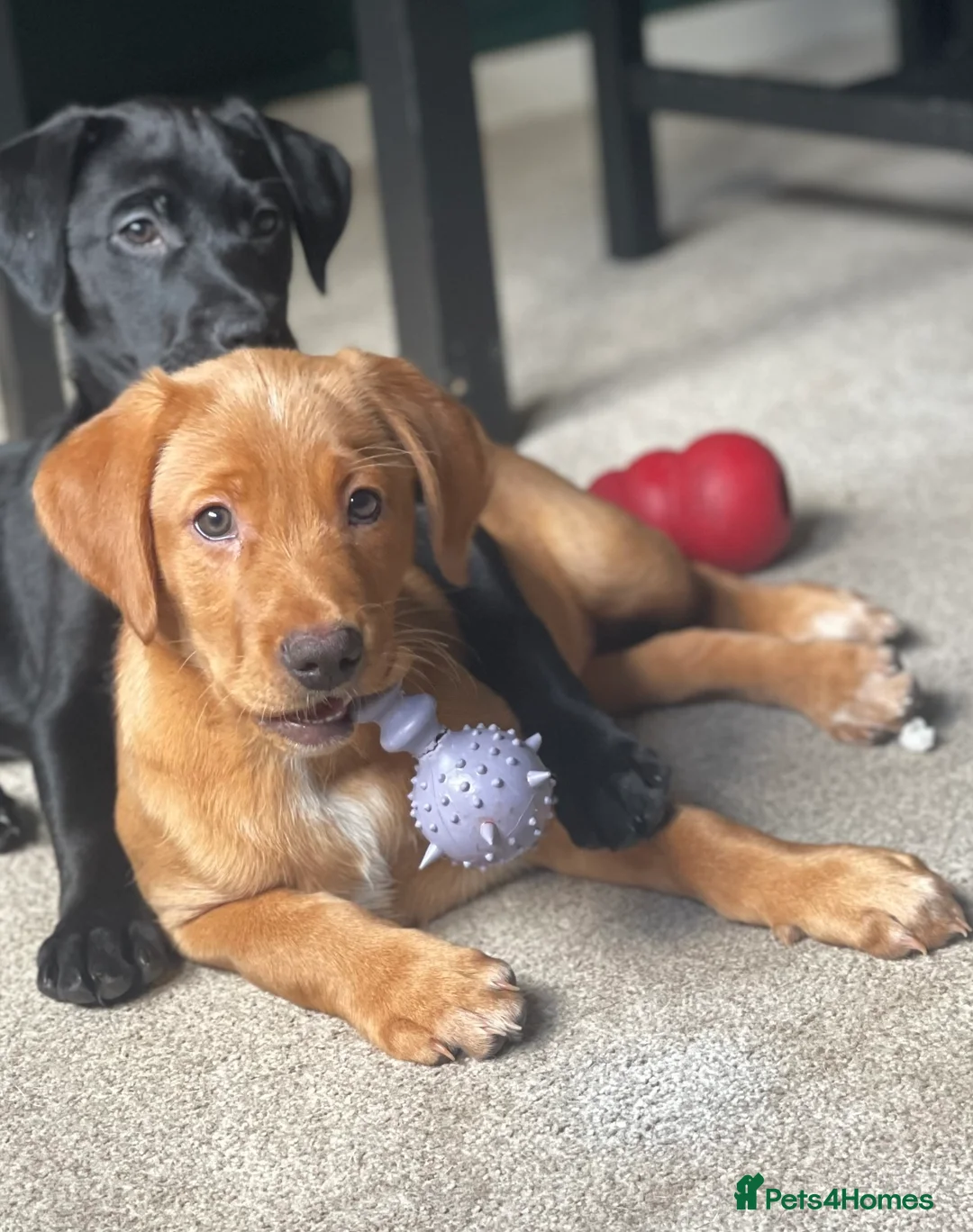 Mixed Breed dogs for sale: 2 Females Left 🐾 Lab Retriever / Podenco puppies  - Advert 1