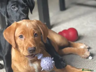 Mixed Breed dogs Labrador Retriever / Podenco puppies - Advert 3