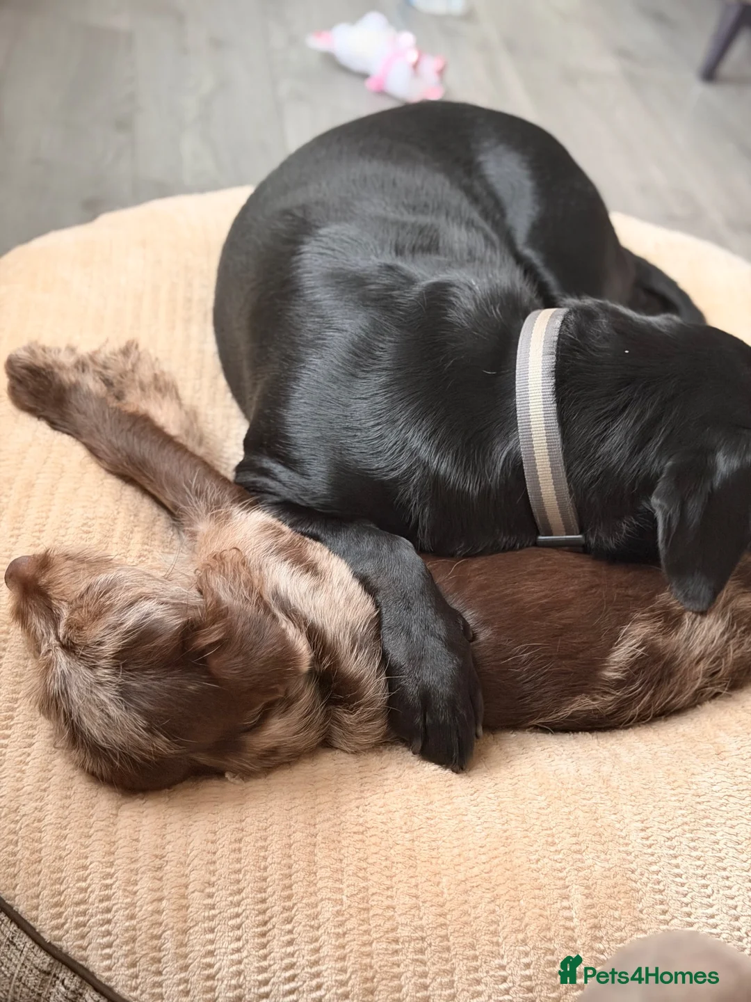 Labradoodle dogs for sale: Brown Merle labrdoodle - Advert 11