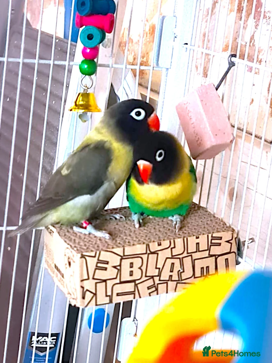 Lovebirds birds for sale: Two male black masked lovebirds  in Loughborough - Advert 1