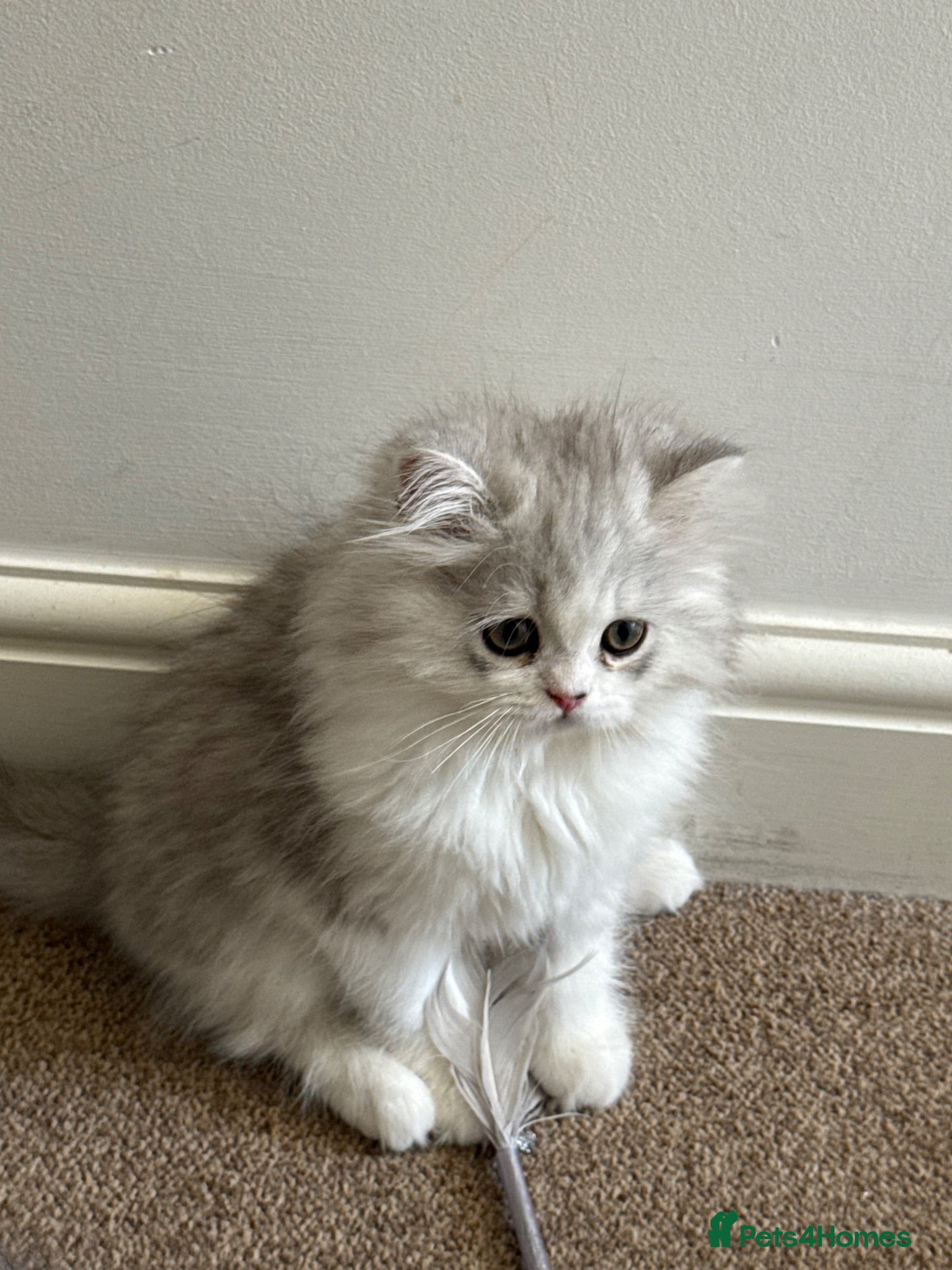 Persian cats Female kitten  - Advert 1