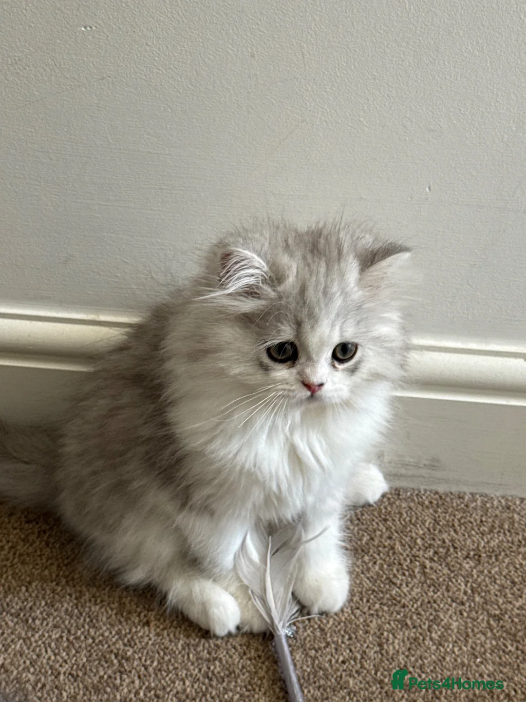 Persian cats for sale: Female kitten  in London - Advert 1