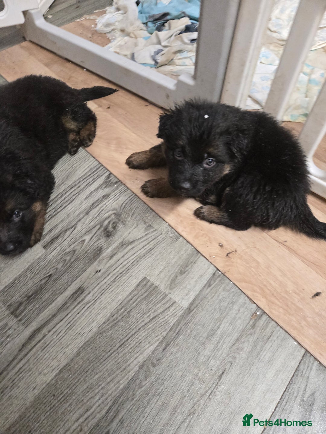 German Shepherd dogs for sale: German shepherd pups  - Advert 3