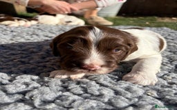 English Springer Spaniel dogs for sale: Stunning KC Reg Springer Spaniel Puppies For Sale - Image 4