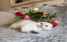 Scottish Fold cats for sale: *LUXURY SCOTTISH FOLD & 1 STRAIGHT KITTENS* - Advert 12