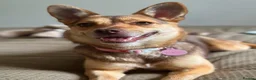Mixed Breed dogs for adoption: ❤️🐶 RUBAH – PROFESSIONAL CUDDLE COLLECTOR in Ely - Advert 1