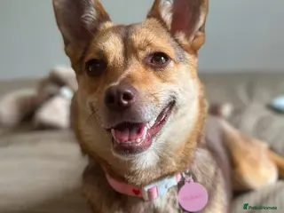 Mixed Breed dogs ❤️🐶 RUBAH – PROFESSIONAL CUDDLE COLLECTOR - Advert 1