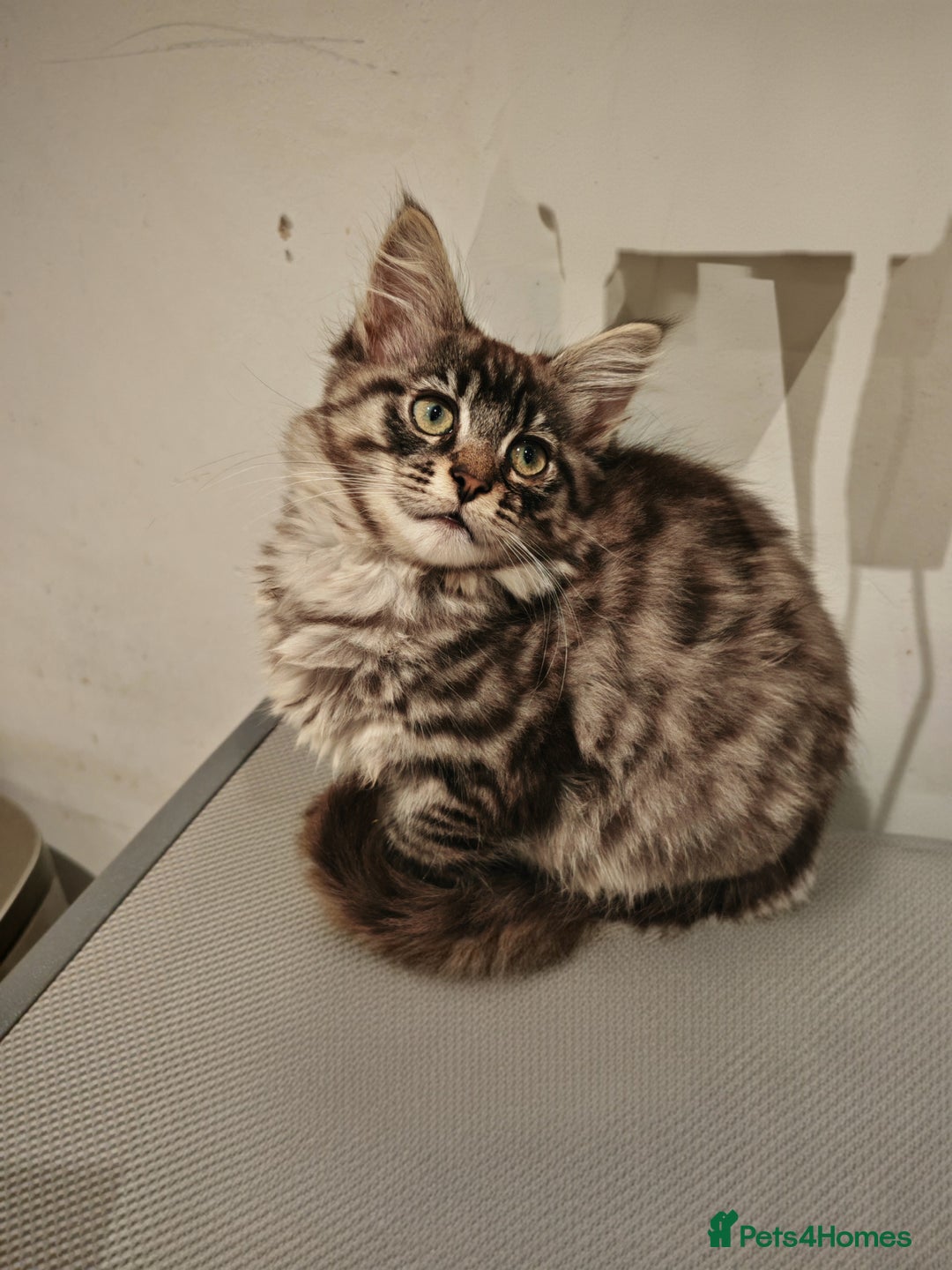 Mixed Breed cats for sale: Kittens  - Advert 4