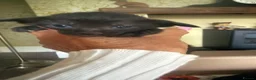 Oriental cats for sale: Oriental and Siamese kittens.  - Advert 4