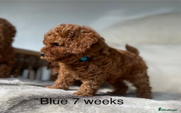 Toy Poodle dogs for sale: Asian Toy Poodle Puppies  - Image 9
