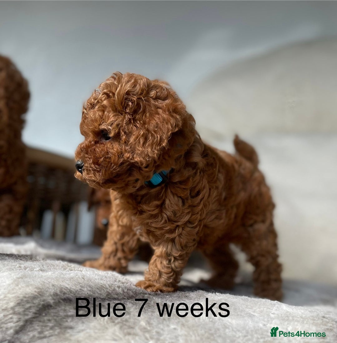 Toy Poodle dogs for sale: Asian Toy Poodle Puppies  - Image 9