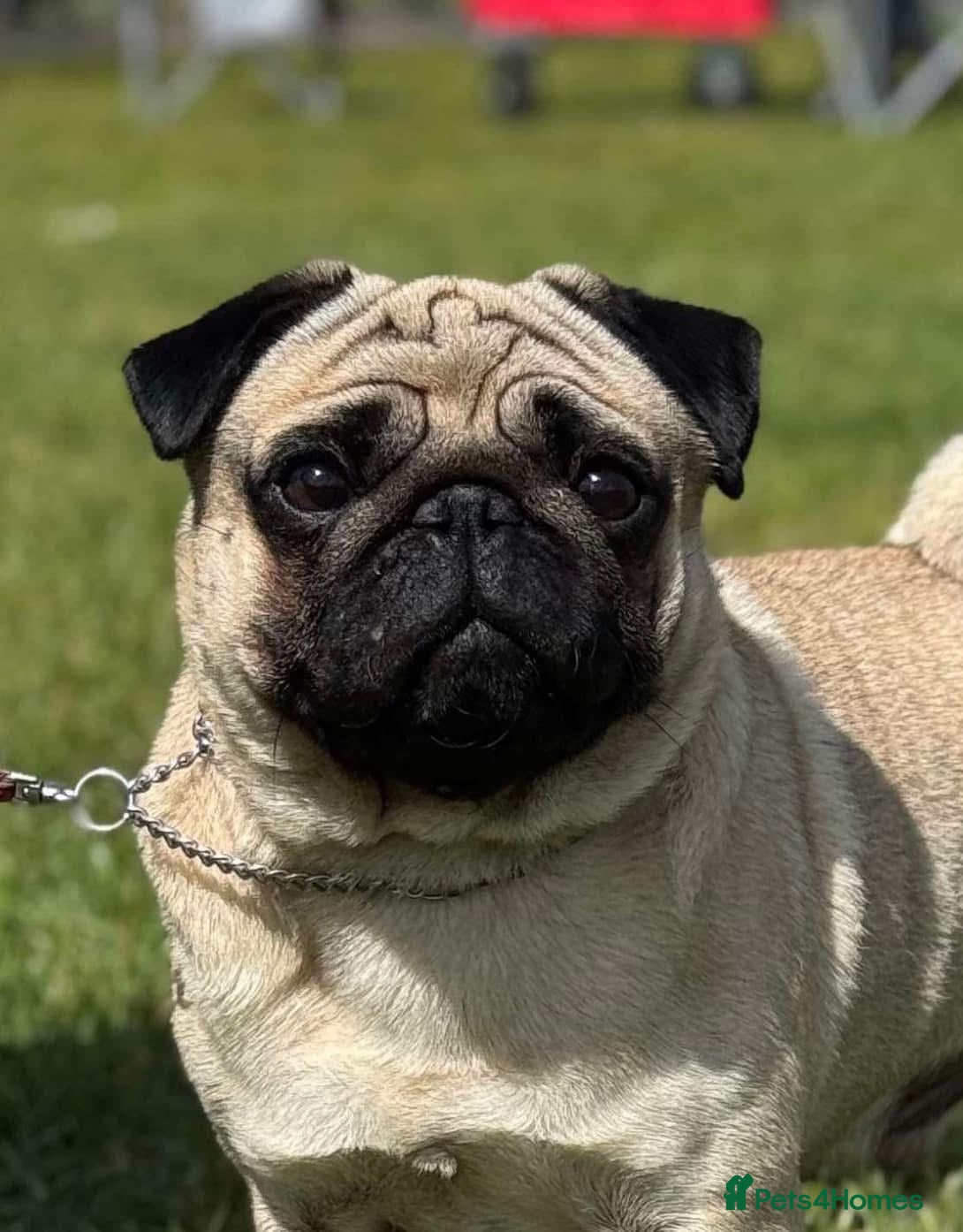 Pug dogs Pug Stud - Advert 1
