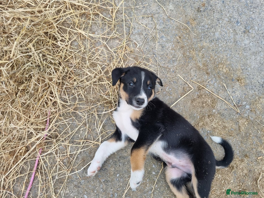 Border Collie dogs for sale: Farm Reared Border Collie Pups - Image 6