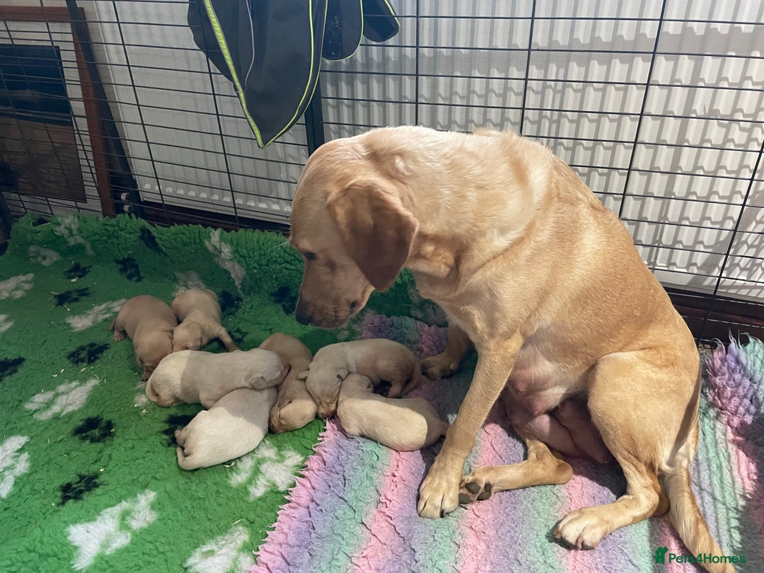 Labrador Retriever dogs for sale: Labrador puppies 5 gen pedigree health tested - Image 22
