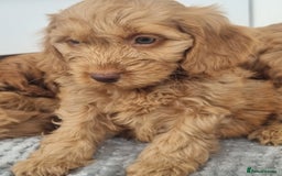 Cockapoo dogs for sale: Red and apricot F1 Cockapoo puppies  - Image 10